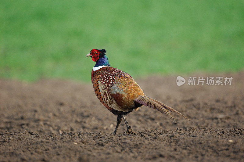 普通的Pheasant, Phasianus colchicus